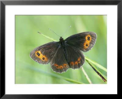 Scotch Argus, Resting On Grass, Scotland by Mark Hamblin Pricing Limited Edition Print image