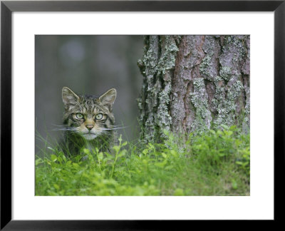 Scottish Wildcat, Adult Male, Scotland by Mark Hamblin Pricing Limited Edition Print image