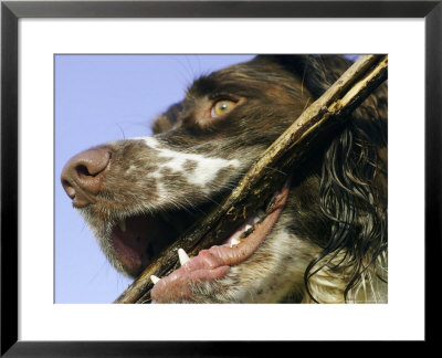 Springer Spaniel, Scotland by Mark Hamblin Pricing Limited Edition Print image