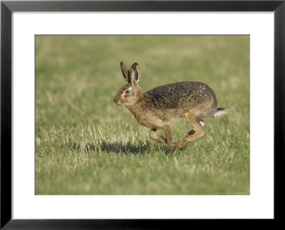 Brown Hare, Adult Running, Scotland by Mark Hamblin Pricing Limited Edition Print image