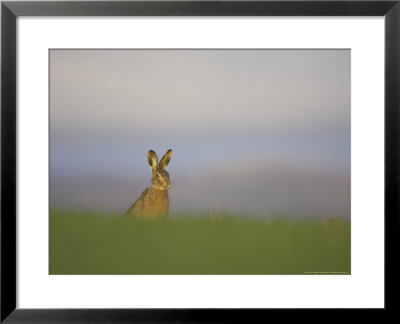 Brown Hare, Adult Sitting, Scotland by Mark Hamblin Pricing Limited Edition Print image