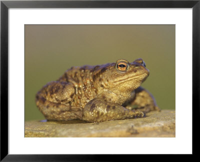 Common Toad, Adult, Scotland by Mark Hamblin Pricing Limited Edition Print image