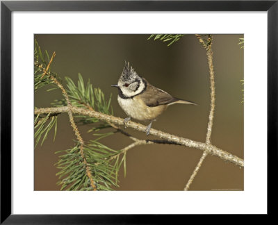 Crested Tit, Adult Perching, Scotland by Mark Hamblin Pricing Limited Edition Print image