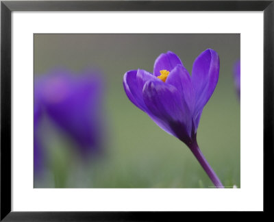 Crocus, Flower, Scotland by Mark Hamblin Pricing Limited Edition Print image