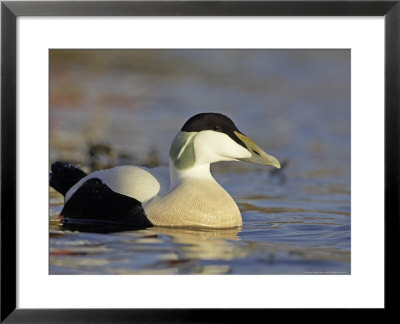 Eider, Adult Male In Breeding Plumage, Scotland by Mark Hamblin Pricing Limited Edition Print image
