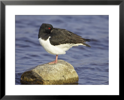 Oystercatcher, Adult Resting, Scotland by Mark Hamblin Pricing Limited Edition Print image