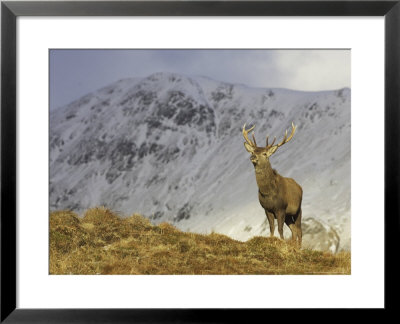 Red Deer, Stag, Scotland by Mark Hamblin Pricing Limited Edition Print image