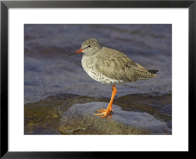 Redshank, Adult Standing, Scotland by Mark Hamblin Pricing Limited Edition Print image