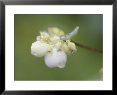 Snowberry, Close Up Of Berries, Scotland by Mark Hamblin Pricing Limited Edition Print image