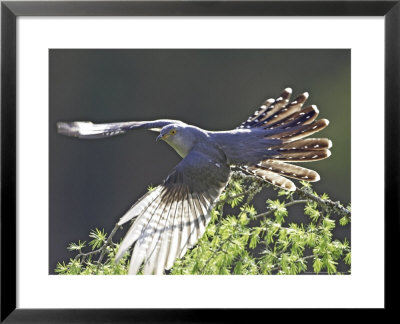 Cuckoo, Adult Male Taking-Off From Larch Branch, Scotland by Mark Hamblin Pricing Limited Edition Print image