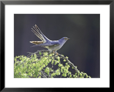 Cuckoo, Adult Male Perched On Larch In Spring, Scotland by Mark Hamblin Pricing Limited Edition Print image