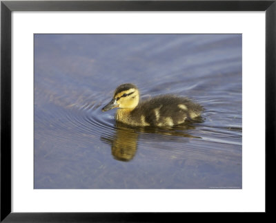 Mallard, Chick, Scotland by Mark Hamblin Pricing Limited Edition Print image