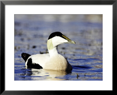 Eider, Portrait Of Adult Male On Water, Norway by Mark Hamblin Pricing Limited Edition Print image