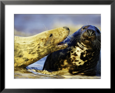 Grey Seal, Female Showing Aggressive Behaviour Towards Male, Uk by Mark Hamblin Pricing Limited Edition Print image
