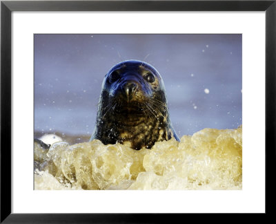 Grey Seal, Portrait Of Adult Female In Breaking Wave, Uk by Mark Hamblin Pricing Limited Edition Print image