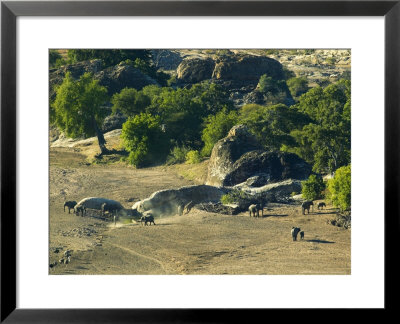 Elephants And Ostriches In Motloutse River Bed, Botswana by Roger De La Harpe Pricing Limited Edition Print image