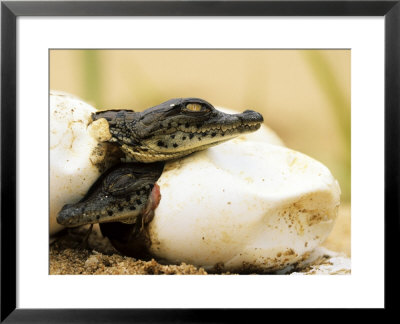Nile Crocodiles, Hatching, St. Lucia, South Africa by Roger De La Harpe Pricing Limited Edition Print image