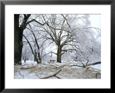 Park In Winter, Botanical Garden, Canada by Philippe Henry Pricing Limited Edition Print image