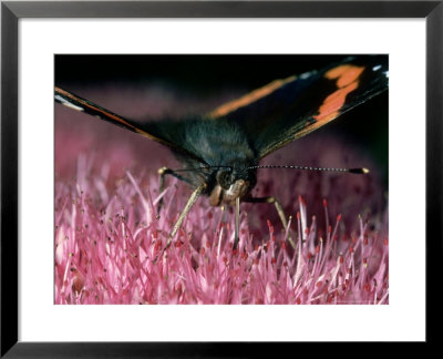 Red Admiral, Feeding, New Forest by Terry Heathcote Pricing Limited Edition Print image