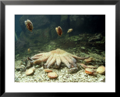 Scallop, Helby Island by Rodger Jackman Pricing Limited Edition Print image