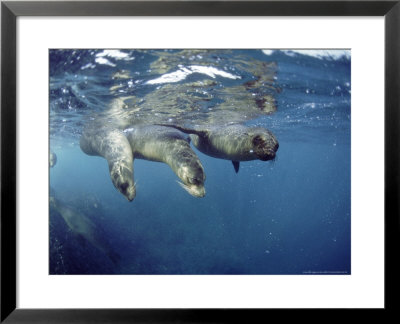 Galapagos Sea Lion, Frolicking Underwater, Galapagos by Mark Jones Pricing Limited Edition Print image