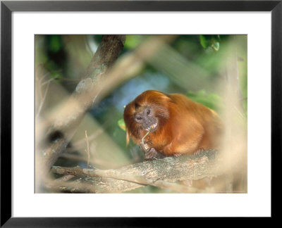 Golden Lion Tamarin, Feeding, Atlantic Rainforest, Brazil by Mark Jones Pricing Limited Edition Print image