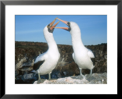 Nazca Booby, Courting Pair, Galapagos by Mark Jones Pricing Limited Edition Print image