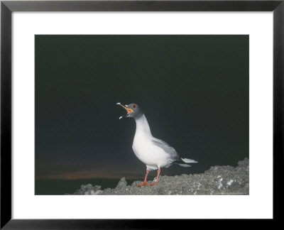 Swallow Tailed Gull, Showing Huge Night Adapted Eyes, Galapagos by Mark Jones Pricing Limited Edition Print image