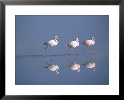 Jamess Flamingo, Andean Altiplano, Bolivia by Mark Jones Pricing Limited Edition Print image