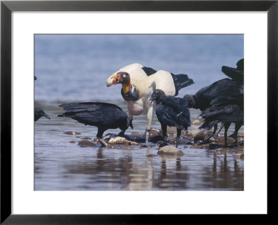 King Vulture & Black Vultures, Tambopata Nature Reserve, Peruvian Amazon by Mark Jones Pricing Limited Edition Print image