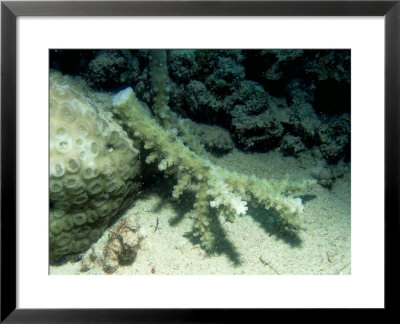 Recently Broken Coral, Red Sea by Paul Kay Pricing Limited Edition Print image