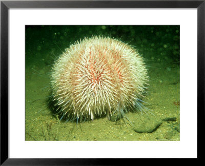 Edible Sea Urchin, Sherkin Island, Ireland by Paul Kay Pricing Limited Edition Print image
