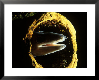 Conger Eel, Head Looking Out From Pipe, County Kerry, Ireland by Paul Kay Pricing Limited Edition Print image