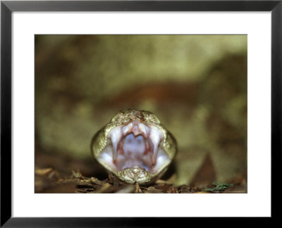 Black-Tailed Rattlesnake, Mouth Open, S.W. Usa by Brian Kenney Pricing Limited Edition Print image