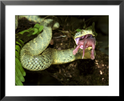 African Bush Viper, Atheris Squamager by Brian Kenney Pricing Limited Edition Print image