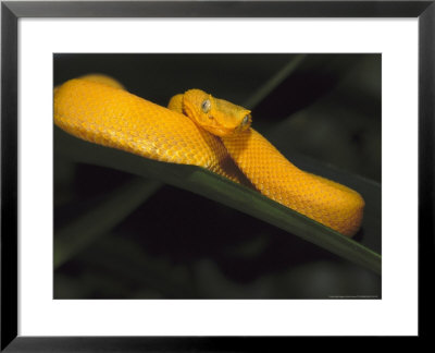 Gold Eyelash Viper, Venomous, Central & South America by Brian Kenney Pricing Limited Edition Print image