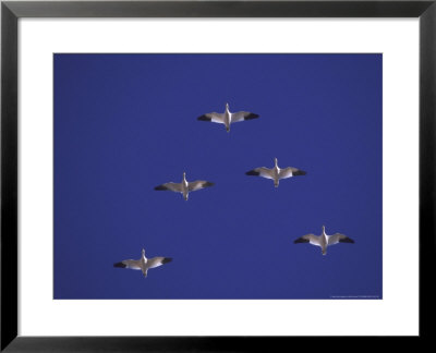Snow Geeseanser Caerulescensflock Flying In A Vee by Brian Kenney Pricing Limited Edition Print image