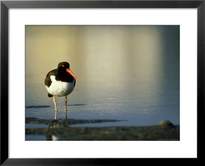 American Oystercatcher At Dawn, Florida by Brian Kenney Pricing Limited Edition Print image