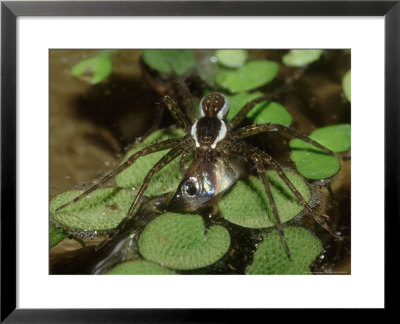 6 Spotted Fishing Spider, With Minnow Prey, Florida by Brian Kenney Pricing Limited Edition Print image