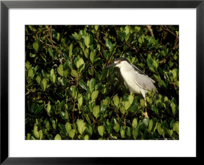 Black-Crowned Night Heron, Florida by Brian Kenney Pricing Limited Edition Print image