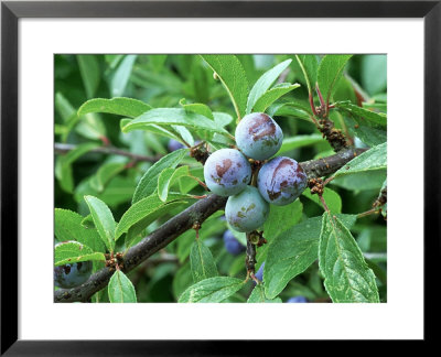 Blackthorn, S. Devon by Geoff Kidd Pricing Limited Edition Print image