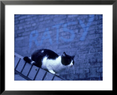 Feral Cat by London Scientific Films Pricing Limited Edition Print image