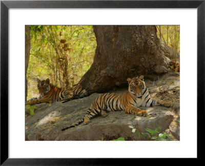 Bengal Tiger, 11 Month Old Cubs, Madhya Pradesh, India by Elliott Neep Pricing Limited Edition Print image