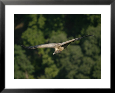Indian Long-Billed Vulture In Flight, Madhya Pradesh, India by Elliott Neep Pricing Limited Edition Print image