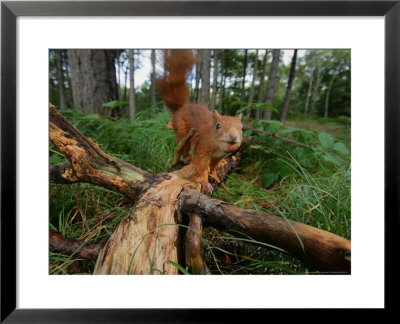 Red Squirrel, With Nut, Lancashire, Uk by Elliott Neep Pricing Limited Edition Print image