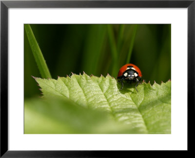 7-Spot Ladybird, Crawling On Edge Of Stinging Nettle Leaf, Middlesex, Uk by Elliott Neep Pricing Limited Edition Print image