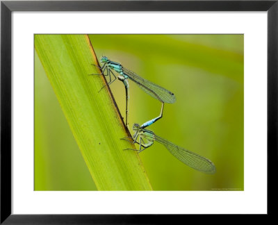 Blue-Tailed Damselfies In Mating Clasp On Reed Leaf, London Wetland Centre, London, Uk by Elliott Neep Pricing Limited Edition Print image