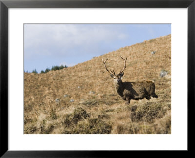 Highland Red Deer Stag Against Backdrop Of Tussock Grass And Blue Sky, The Highlands, Scotland by Elliott Neep Pricing Limited Edition Print image