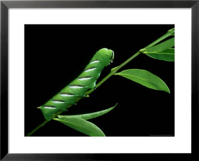 Privet Hawk Moth, Larva by Owen Newman Pricing Limited Edition Print image