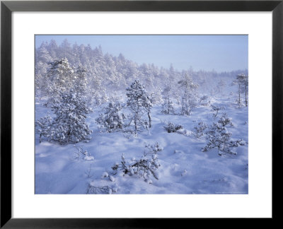Marsh Pine Trees, Nummi, South Finland by Heikki Nikki Pricing Limited Edition Print image